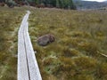 wombat Australia marsupial