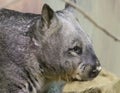 Wombat Royalty Free Stock Photo