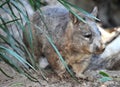 Wombat, australian common, queensland, australia