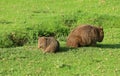 Wombat baby in Australia Royalty Free Stock Photo