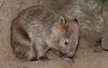 A wombat bear from Australia close up portrait