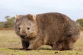 Wombat close-up Royalty Free Stock Photo