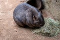 Wombat disambiguation eating some hay for dinner Royalty Free Stock Photo