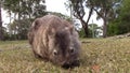 Wombat eating with noises of australian wildlife