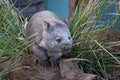 Wombat in between grass Royalty Free Stock Photo