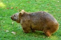 Wombat on green grass. Royalty Free Stock Photo