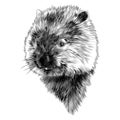 Wombat head sketch vector graphics monochrome