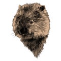 Wombat head sketch vector graphics