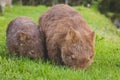 Wombat and her baby grazing on grass at Bendeela Campground. Royalty Free Stock Photo