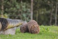 Wombat and her baby grazing on grass at Bendeela Campground. Royalty Free Stock Photo