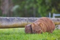 Wombat and her baby grazing on grass at Bendeela Campground. Royalty Free Stock Photo