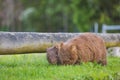 Wombat and her baby grazing on grass at Bendeela Campground. Royalty Free Stock Photo