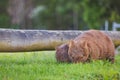 Wombat and her baby grazing on grass at Bendeela Campground. Royalty Free Stock Photo