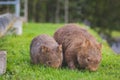 Wombat and her baby grazing on grass at Bendeela Campground. Royalty Free Stock Photo