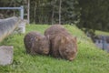 Wombat and her baby grazing on grass at Bendeela Campground. Royalty Free Stock Photo