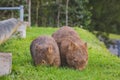 Wombat and her baby grazing on grass at Bendeela Campground. Royalty Free Stock Photo