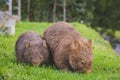 Wombat and her baby grazing on grass at Bendeela Campground. Royalty Free Stock Photo