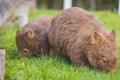 Wombat and her baby grazing on grass at Bendeela Campground. Royalty Free Stock Photo