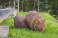 Wombat and her baby grazing on grass at Bendeela Campground. Royalty Free Stock Photo