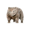 Wombat illustration. Australian native marsupial nocturnal animal. Watercolor painting isolated on white background. Hand drawn Royalty Free Stock Photo