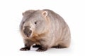 wombat isolated on white background Royalty Free Stock Photo