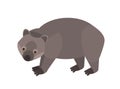 Wombat isolated on white background. Portrait of cute wild marsupial herbivorous animal. Gorgeous exotic species