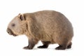 wombat isolated on white background Royalty Free Stock Photo