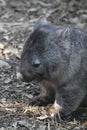 Wombat in its natural habitat in the forest