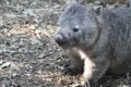 Wombat in its natural habitat in the forest