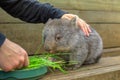 Wombat joey feeding