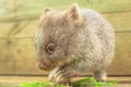 Wombat joey feeding Royalty Free Stock Photo