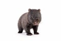 wombat joey isolated on white background Royalty Free Stock Photo