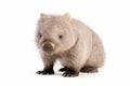 wombat joey isolated on white background