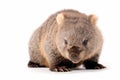 wombat joey isolated on white background