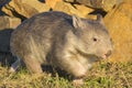 Wombat Royalty Free Stock Photo