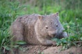 Wombat - Kangaroo Valley Australia