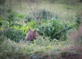 Wombat - Kangaroo Valley Australia