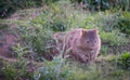 Wombat - Kangaroo Valley Australia