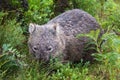 Wombat Royalty Free Stock Photo