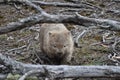 Wombat in maria island national park, tasmania, Australia