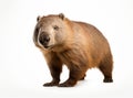 A wombat, a marsupial native to Australia, standing on all fours and looking at the camera. Royalty Free Stock Photo