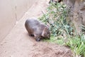 Wombat Royalty Free Stock Photo