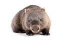 wombat isolated on white background Royalty Free Stock Photo