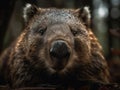 Wombat portrait created with Generative AI technology Royalty Free Stock Photo