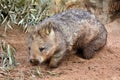 Wombat Royalty Free Stock Photo