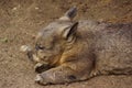 Wombat Royalty Free Stock Photo