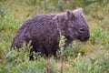 Wombat Resting Royalty Free Stock Photo