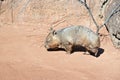 Wombat Royalty Free Stock Photo