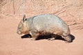 Wombat Royalty Free Stock Photo