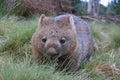 a wombat sitting on top of a grass covered field in Tasmania Royalty Free Stock Photo